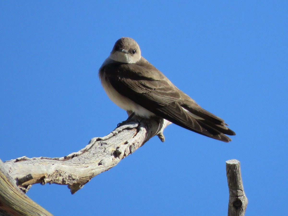 Northern Rough-winged Swallow - ML446902341