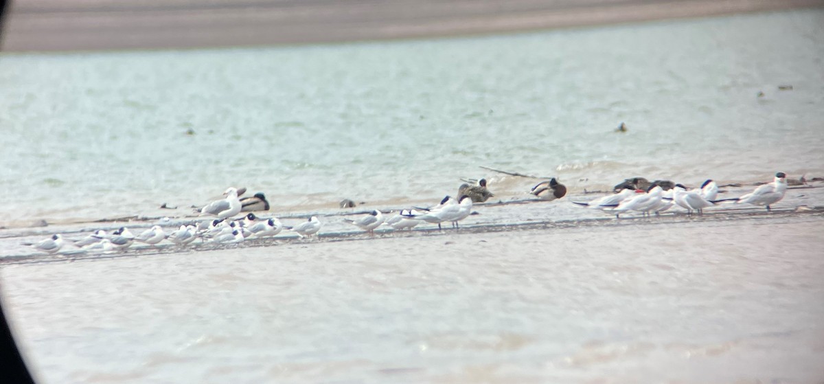 Franklin's Gull - Nick Flanik