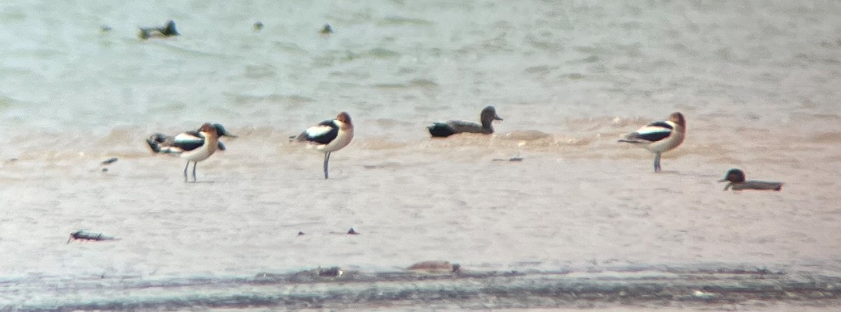 Avoceta Americana - ML446903611