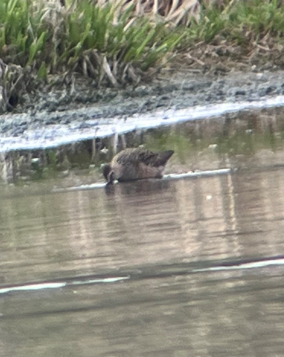 Long-billed Dowitcher - Nick Flanik