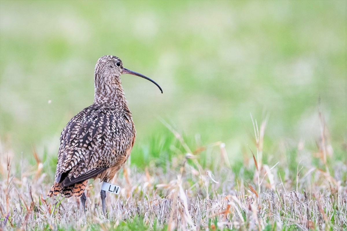 Long-billed Curlew - ML446905461