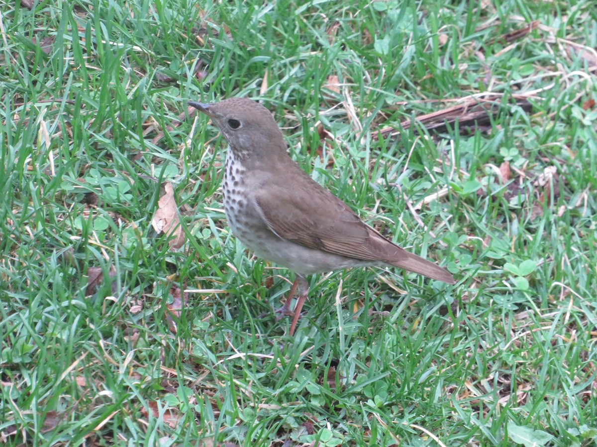 Gray-cheeked Thrush - Michael O'Boyle