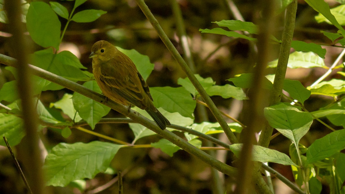 Indigo Bunting - ML446906181