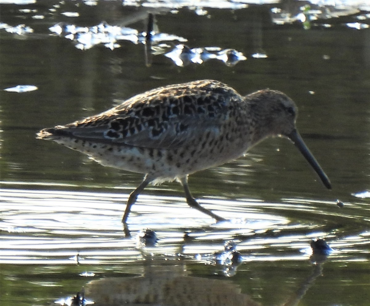 Short-billed Dowitcher - Rick Bennett