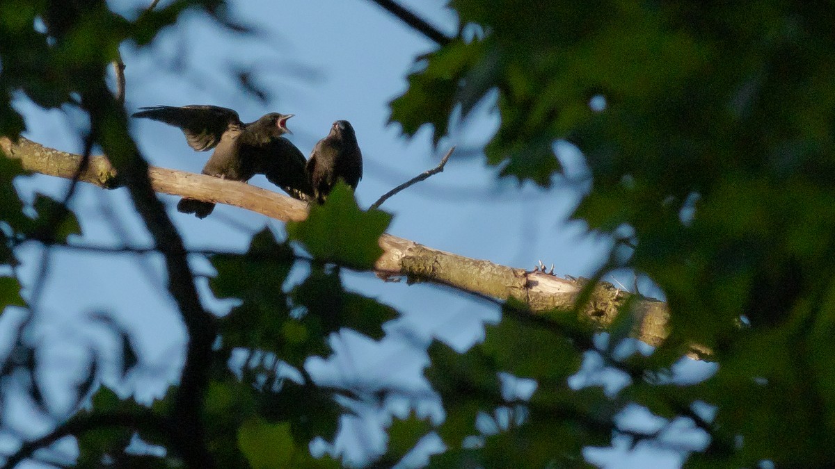 American Crow - ML446906951