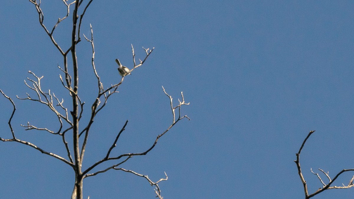 Blue-gray Gnatcatcher - ML446907201