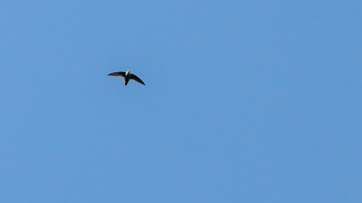 Chimney Swift - ML446907301