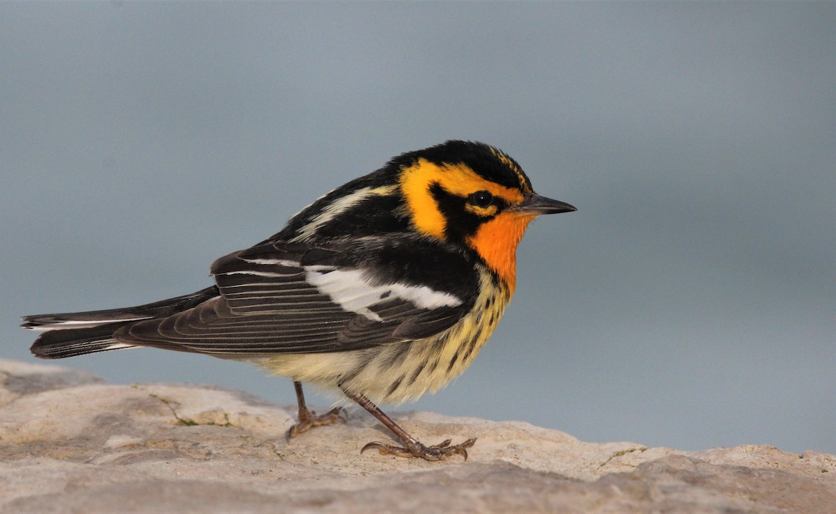 Blackburnian Warbler - ML446907631