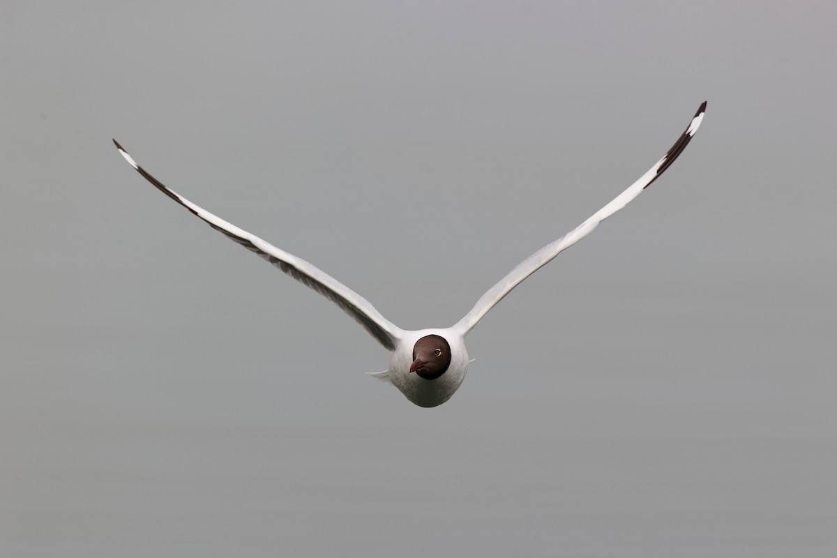 Brown-headed Gull - Yuxuan Lyu