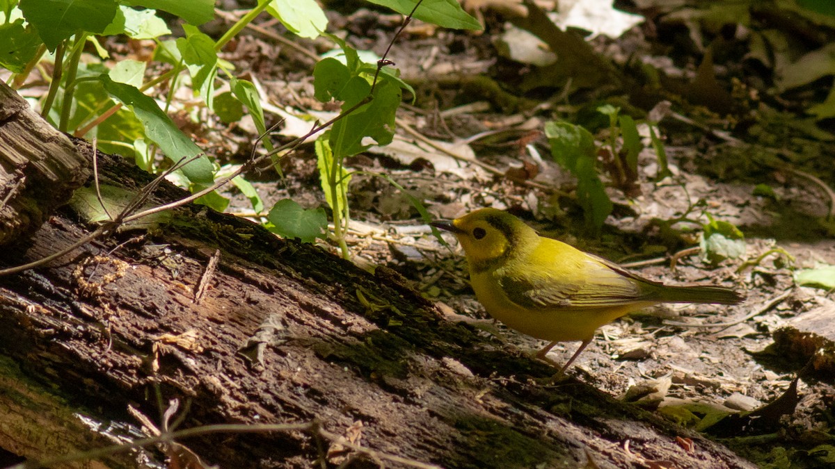 Hooded Warbler - ML446908211