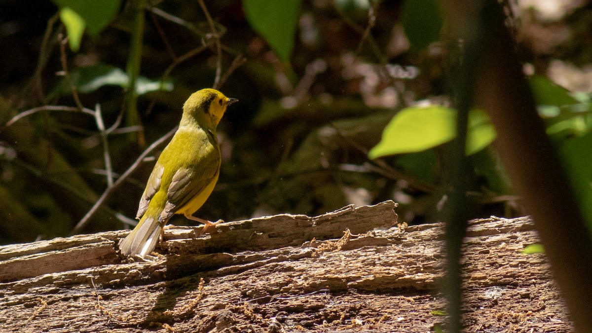 Hooded Warbler - ML446908221