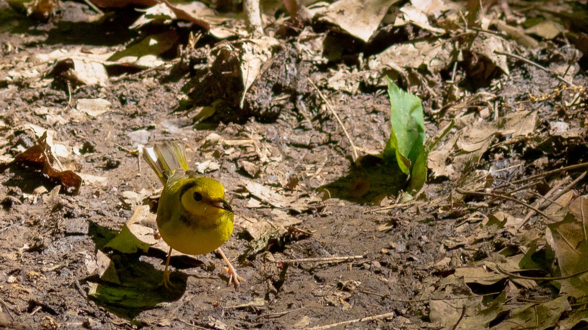 Hooded Warbler - ML446908331