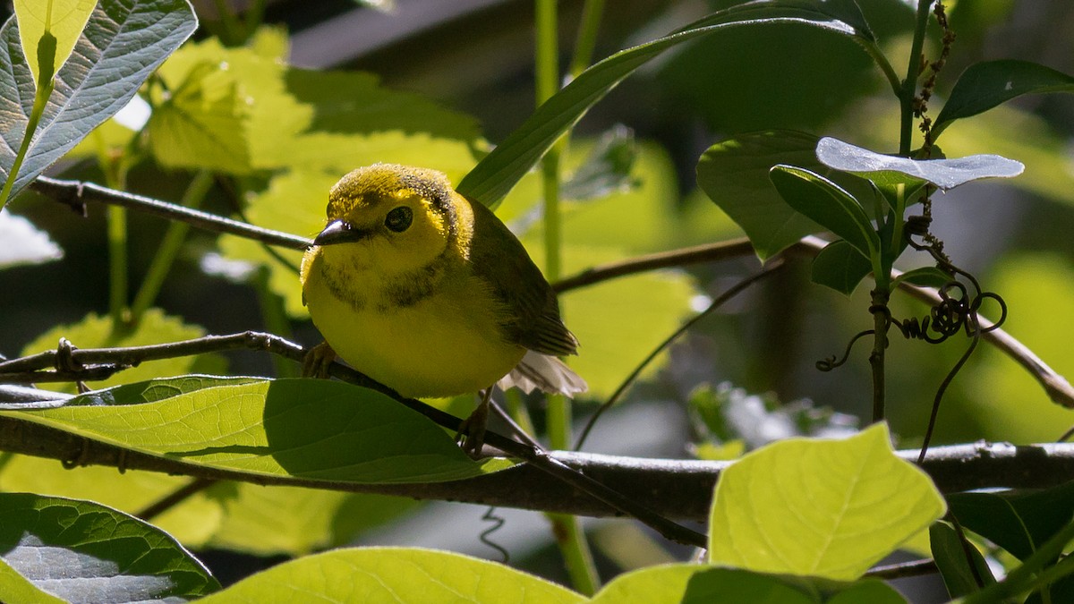 Hooded Warbler - ML446908591