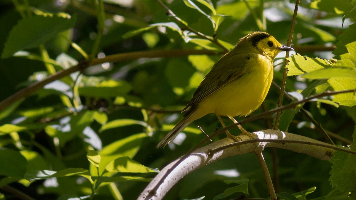 Hooded Warbler - ML446908611