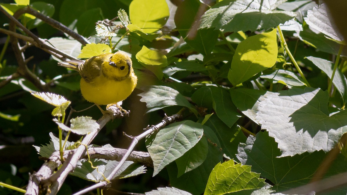 Hooded Warbler - ML446908631