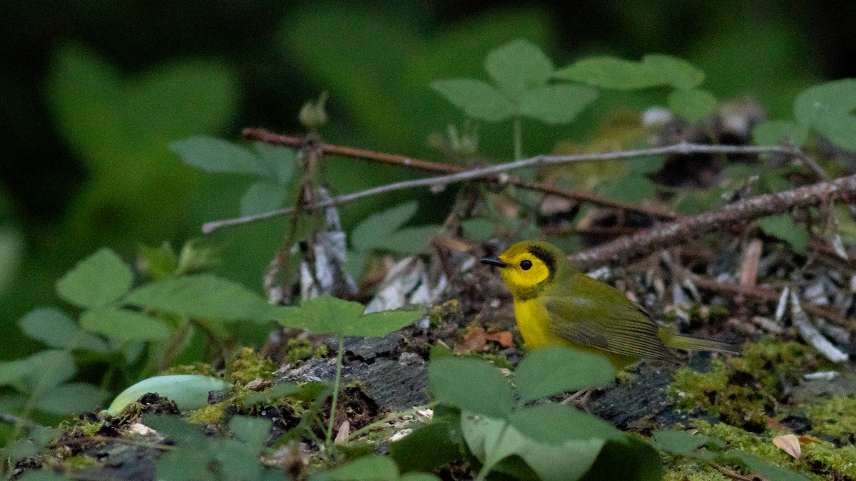 Hooded Warbler - ML446909071