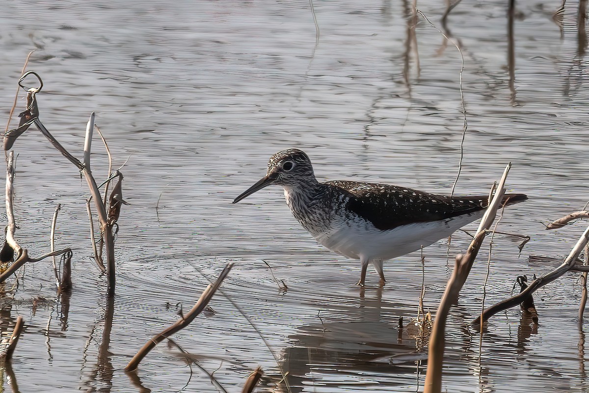 Solitary Sandpiper - ML446910711