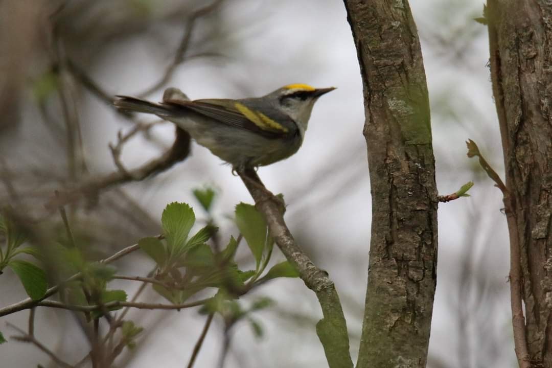 Brewster's Warbler (hybrid) - ML446913421