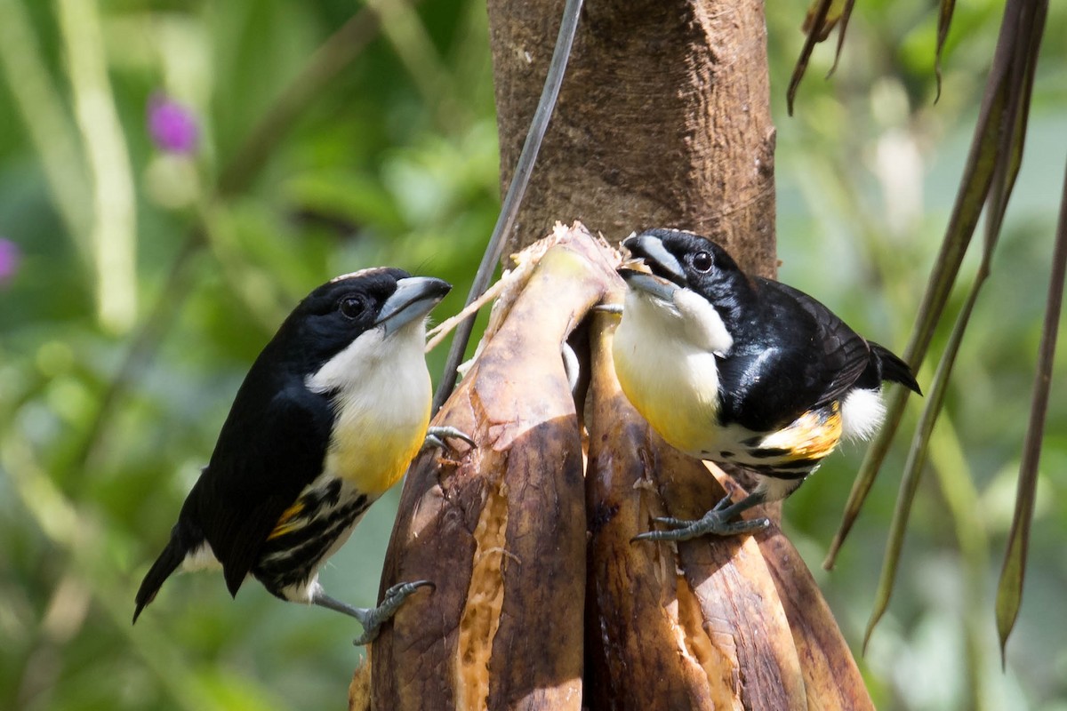 Spot-crowned Barbet - Howard Patterson