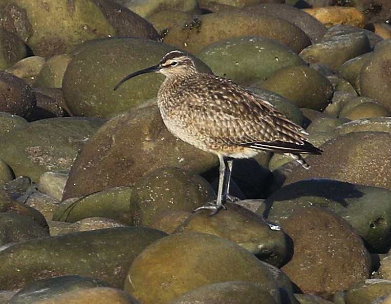 Whimbrel (Hudsonian) - ML446915871