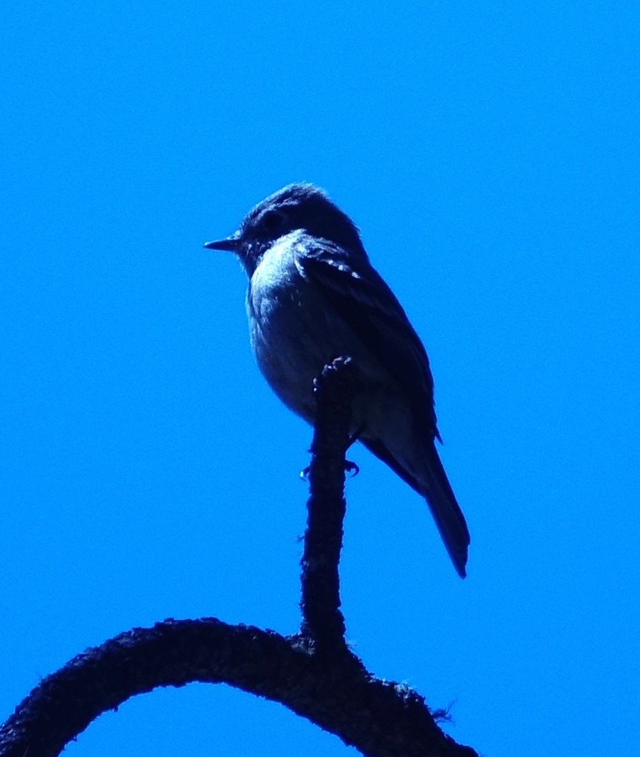 Dusky Flycatcher - ML446916261