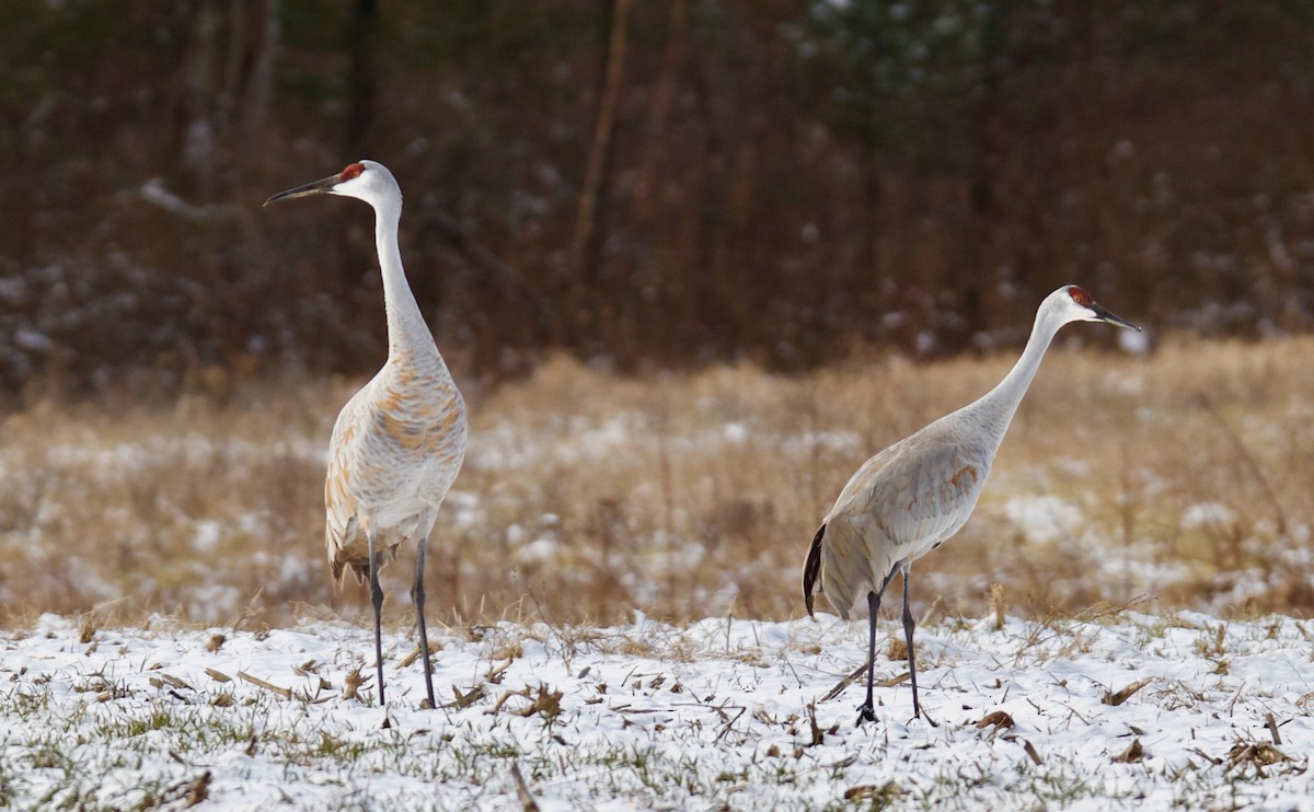 Sandhill Crane - Anonymous