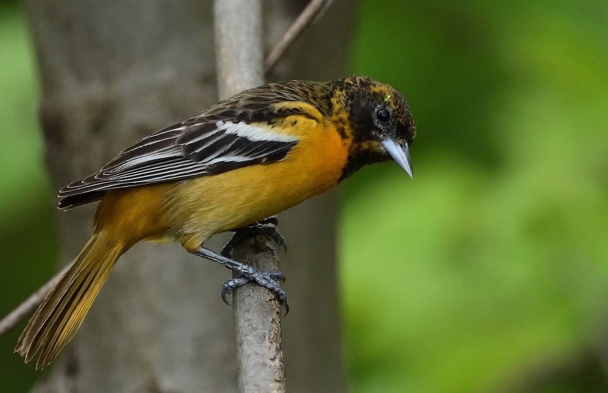 Baltimore Oriole - ML446917851