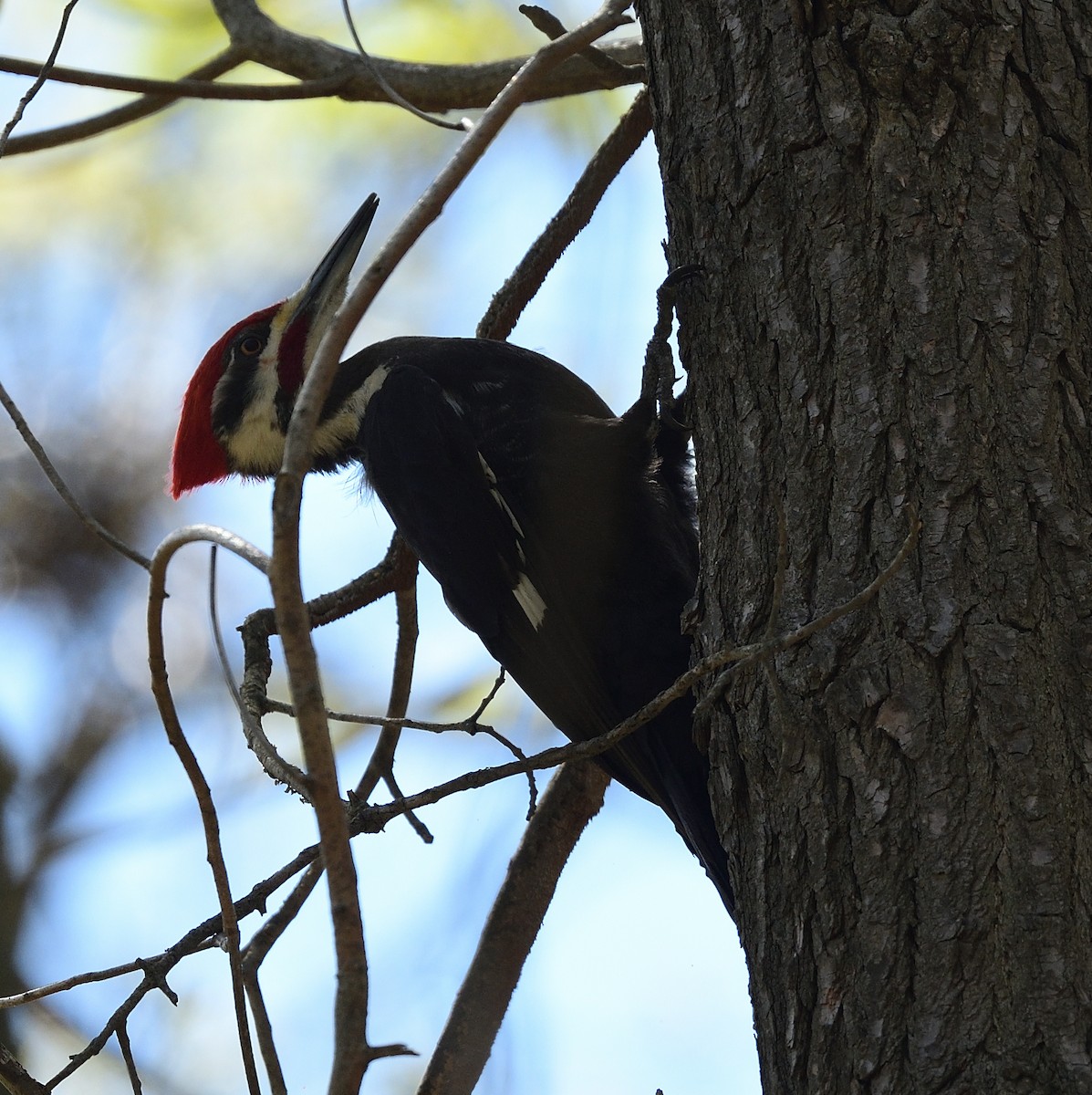 Pileated Woodpecker - ML446918371