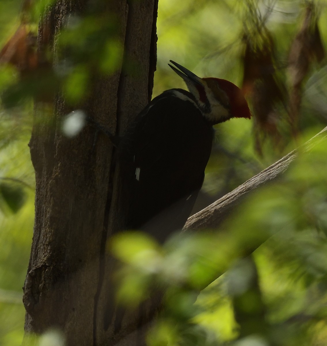 Pileated Woodpecker - ML446918441