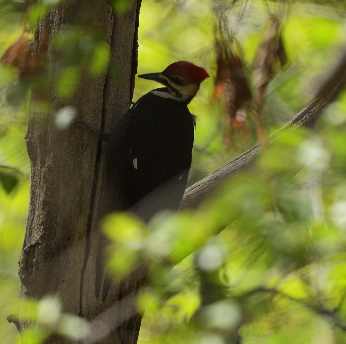 Pileated Woodpecker - ML446918451
