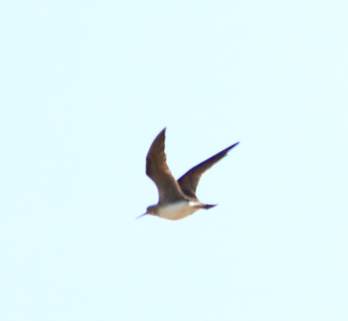 Upland Sandpiper - ML446918891