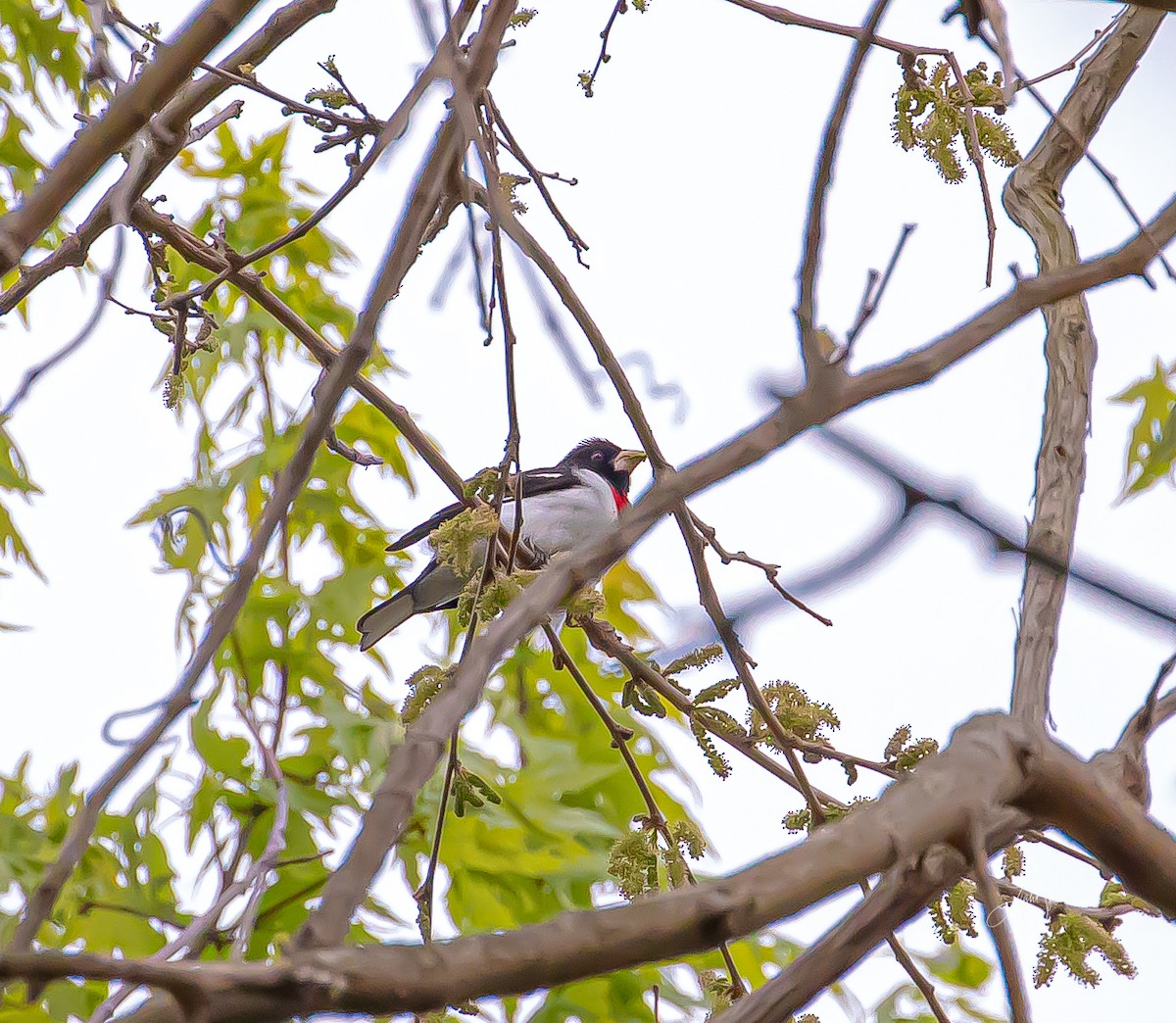 Rose-breasted Grosbeak - Ruth Koilpillai