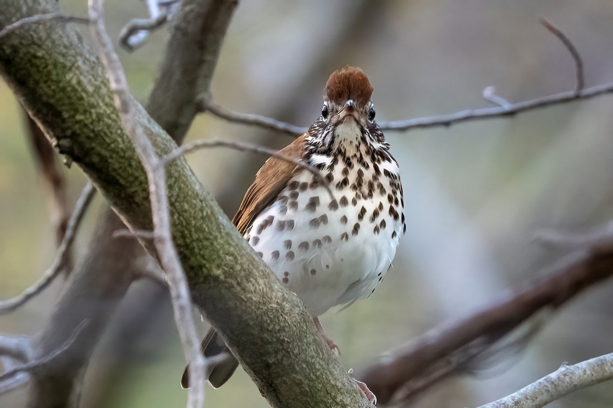 Wood Thrush - ML446919691