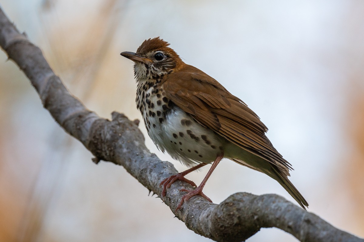 Wood Thrush - ML446920031