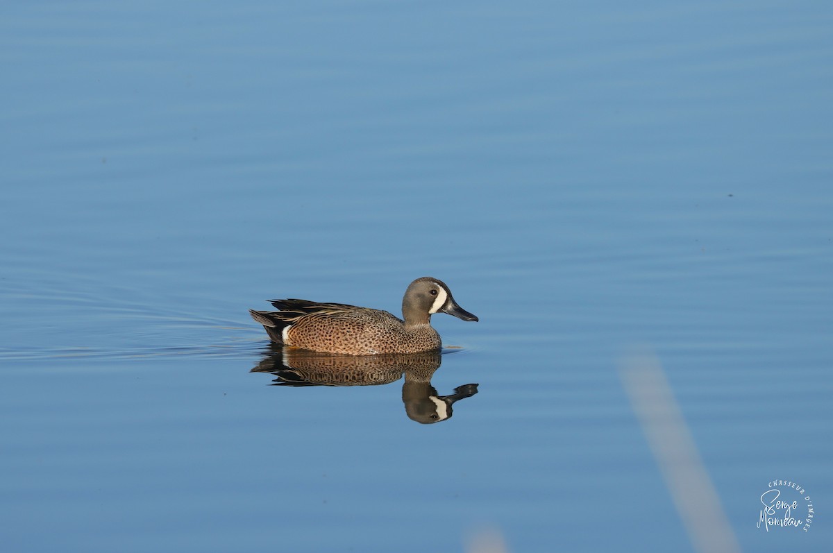 Blue-winged Teal - Serge Morneau