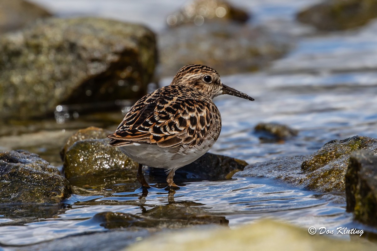 Least Sandpiper - ML446920681