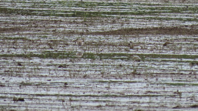 Bécasseau sanderling - ML446922011