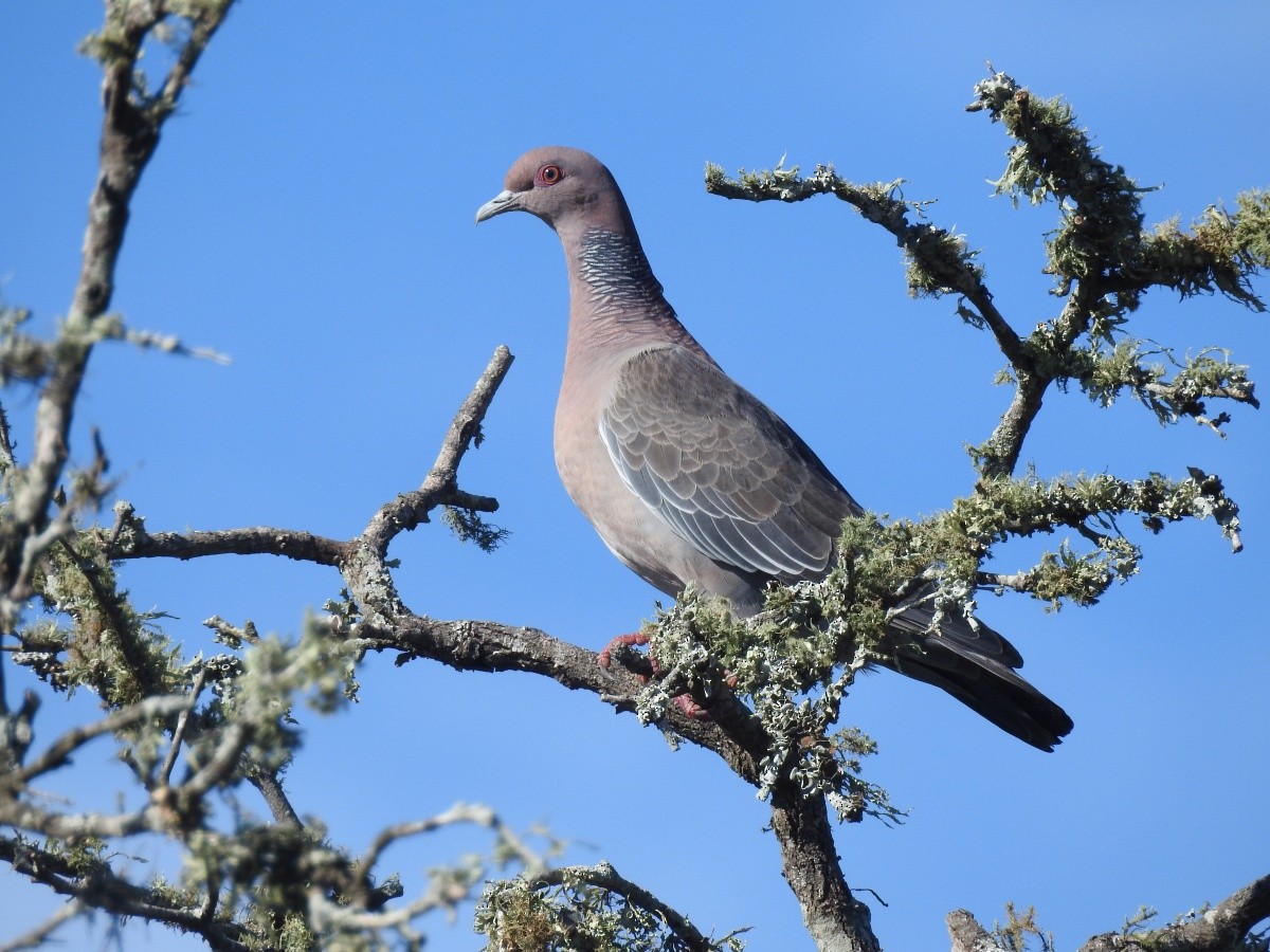 Picazuro Pigeon - ML446922681