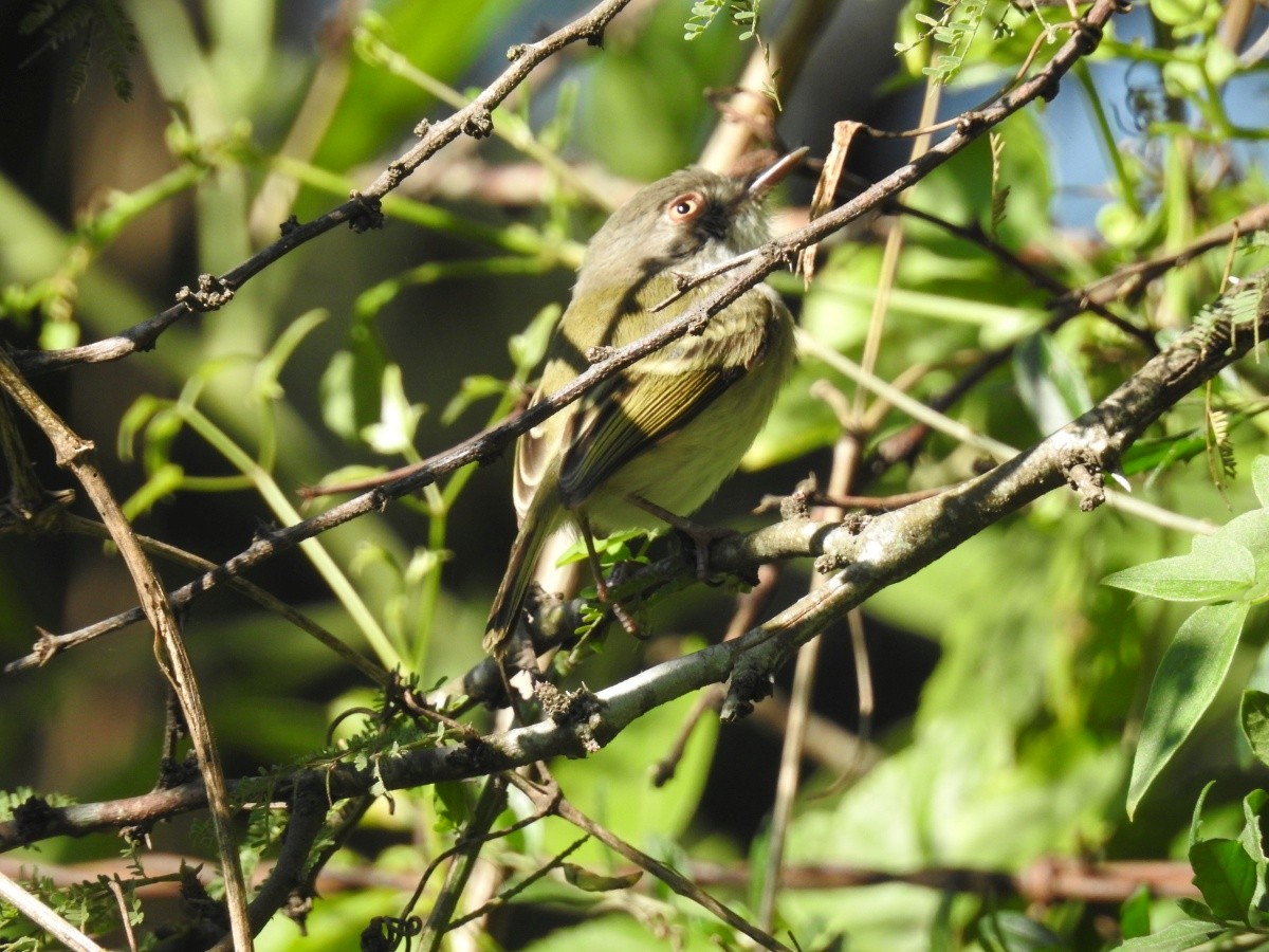 Pearly-vented Tody-Tyrant - ML446923361
