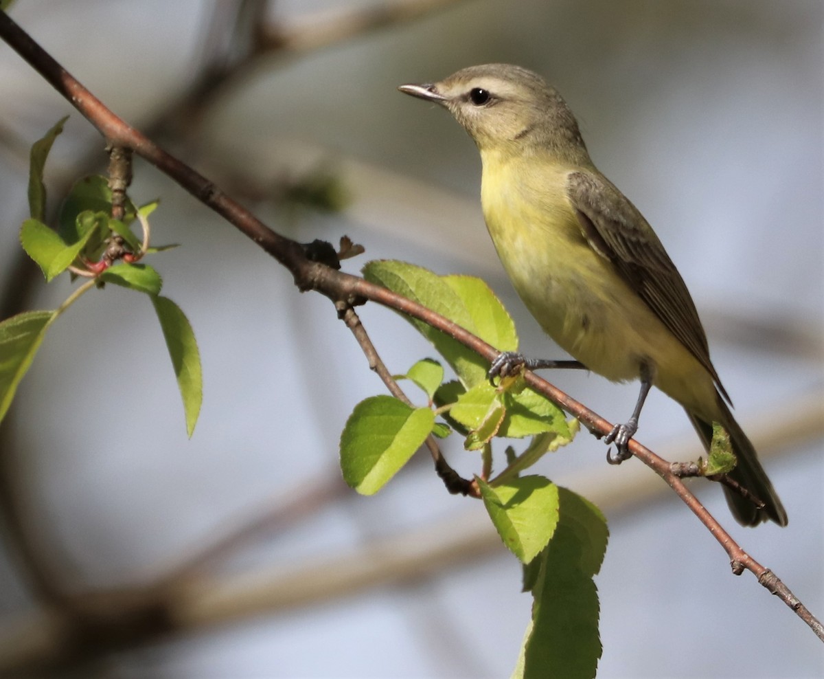 Philadelphia Vireo - ML446923661