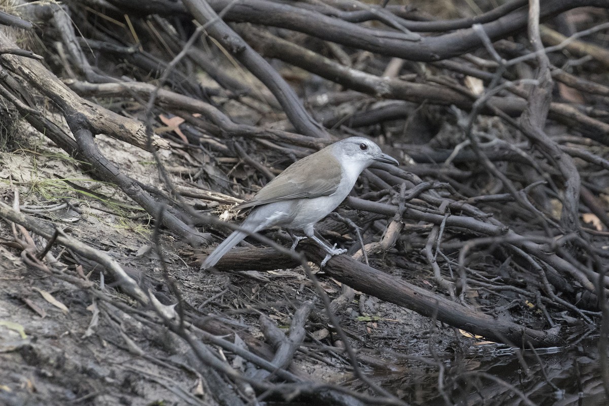 Gray Shrikethrush - ML446925691