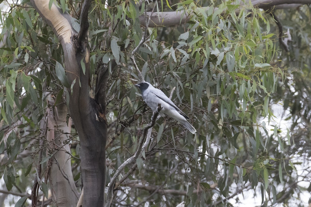 Black-faced Cuckooshrike - ML446925831