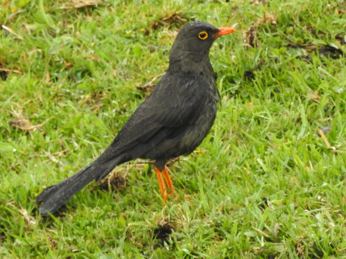 Great Thrush - ML446925901