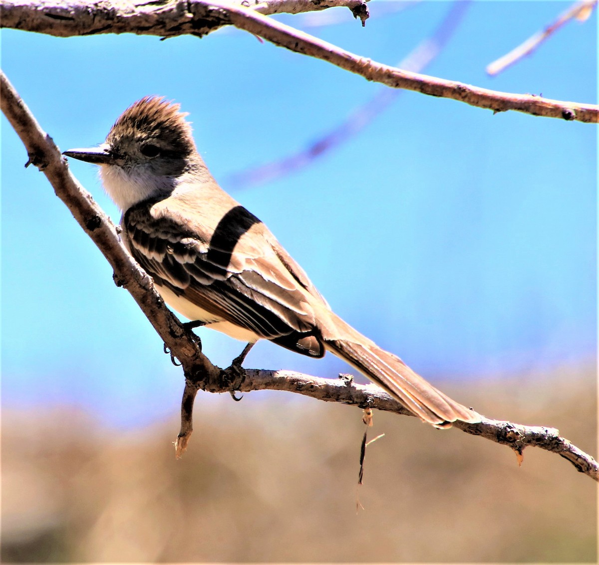 Ash-throated Flycatcher - ML446926511