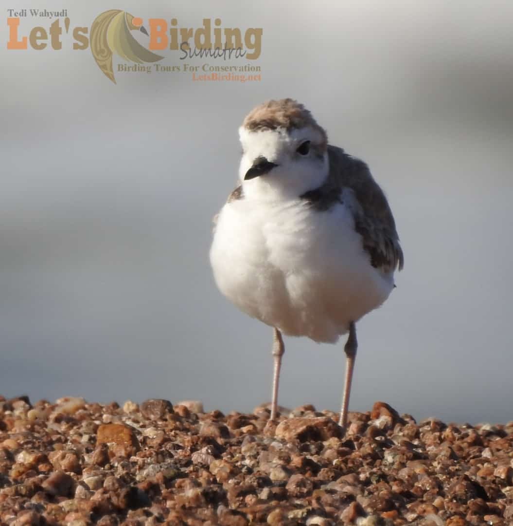 White-faced Plover - ML446926911