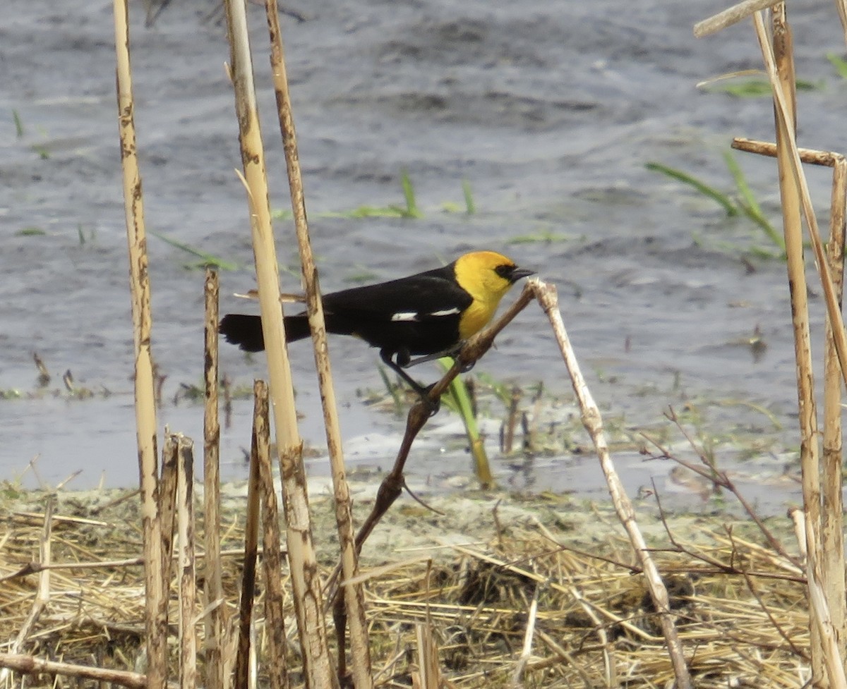 Yellow-headed Blackbird - Michael O'Boyle