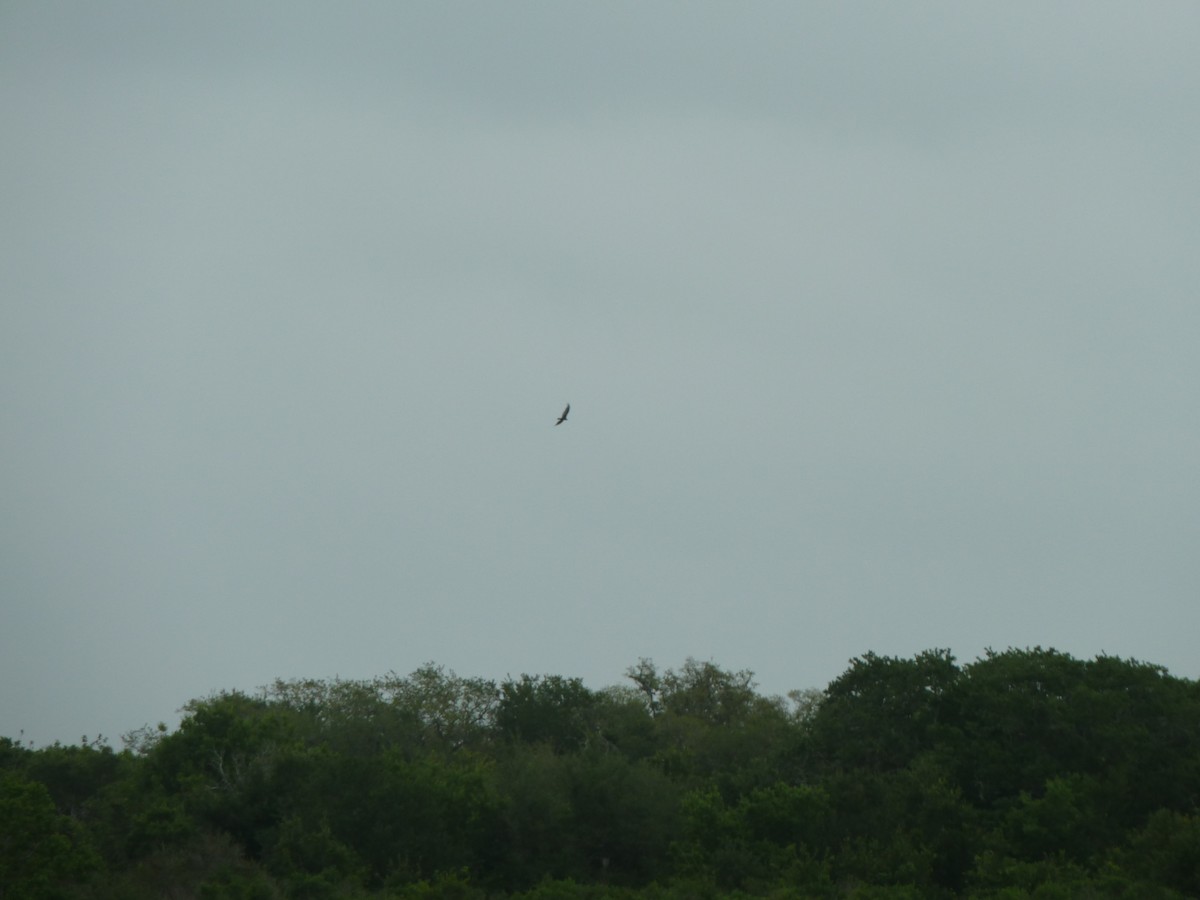 Turkey Vulture - ML446927661