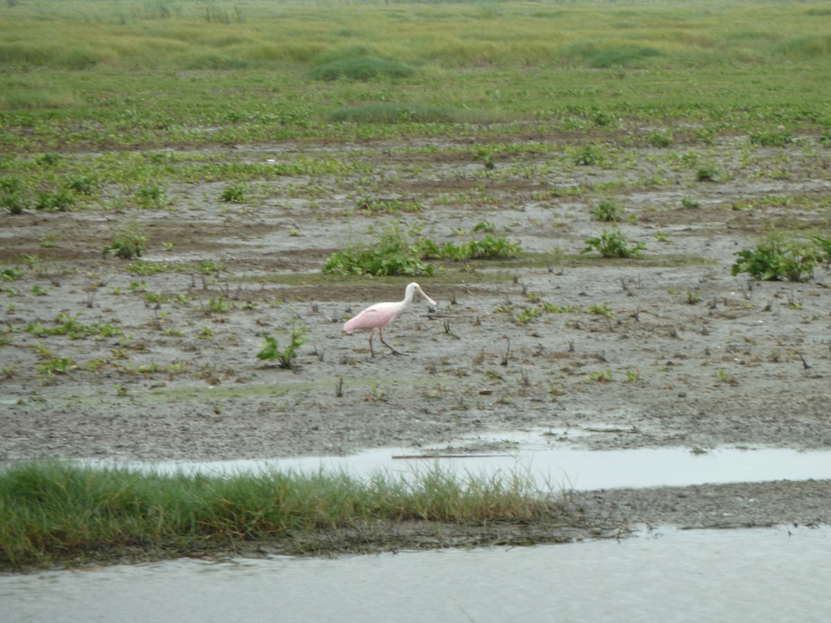 Roseate Spoonbill - ML446927851