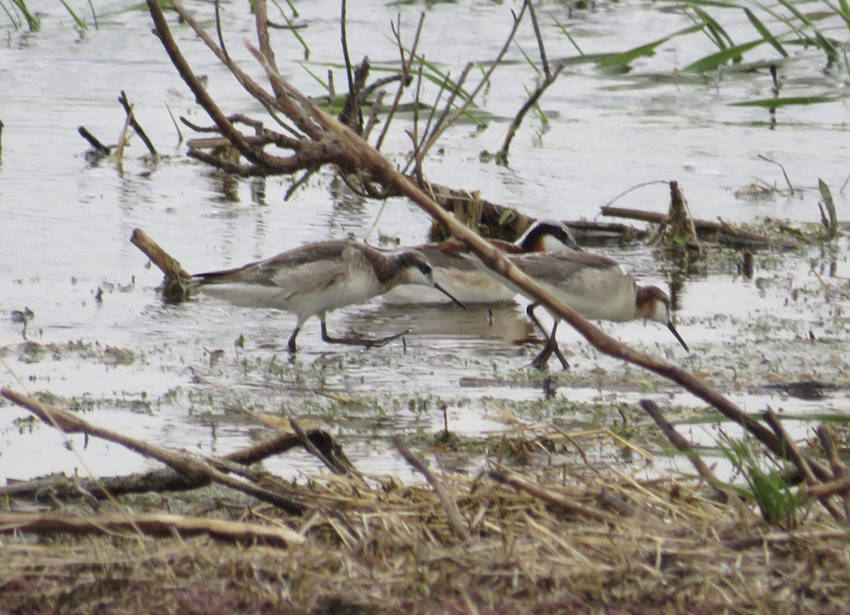 Wilson's Phalarope - ML446928061