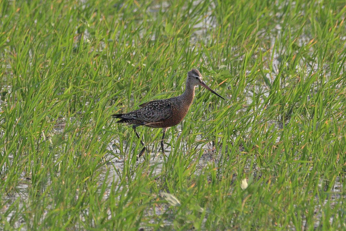 Hudsonian Godwit - Troy Hibbitts